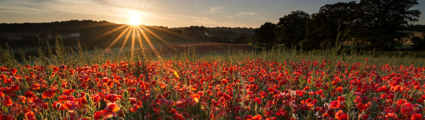 Celebrate the Summer Solstice with ALBION Skincare