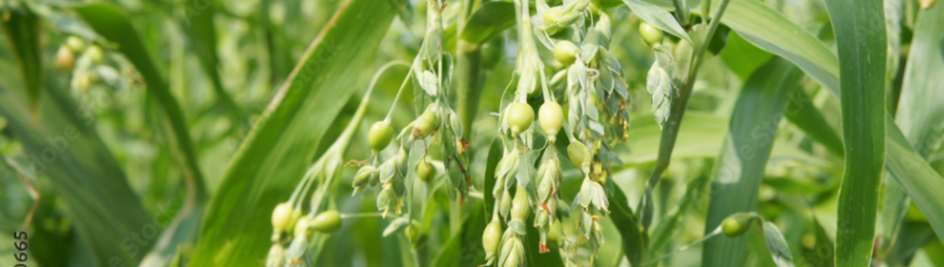 Kita no Hato (Hatomugi): The Super Ingredient in ALBION’s Skin Conditioner