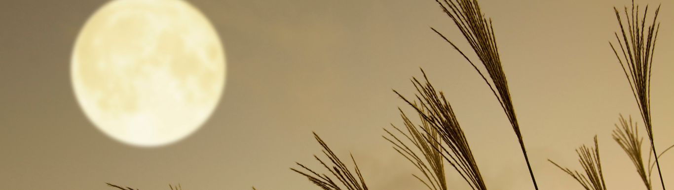 The Full Moon Glow: Celebrating Shirakami Farm’s Rich Harvest with Flora Drip and Eclafutur