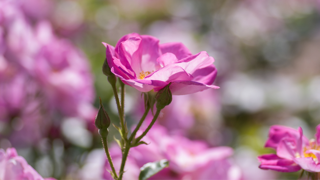 Spring Skin Reset: A Seasonal Clean for Your Skin