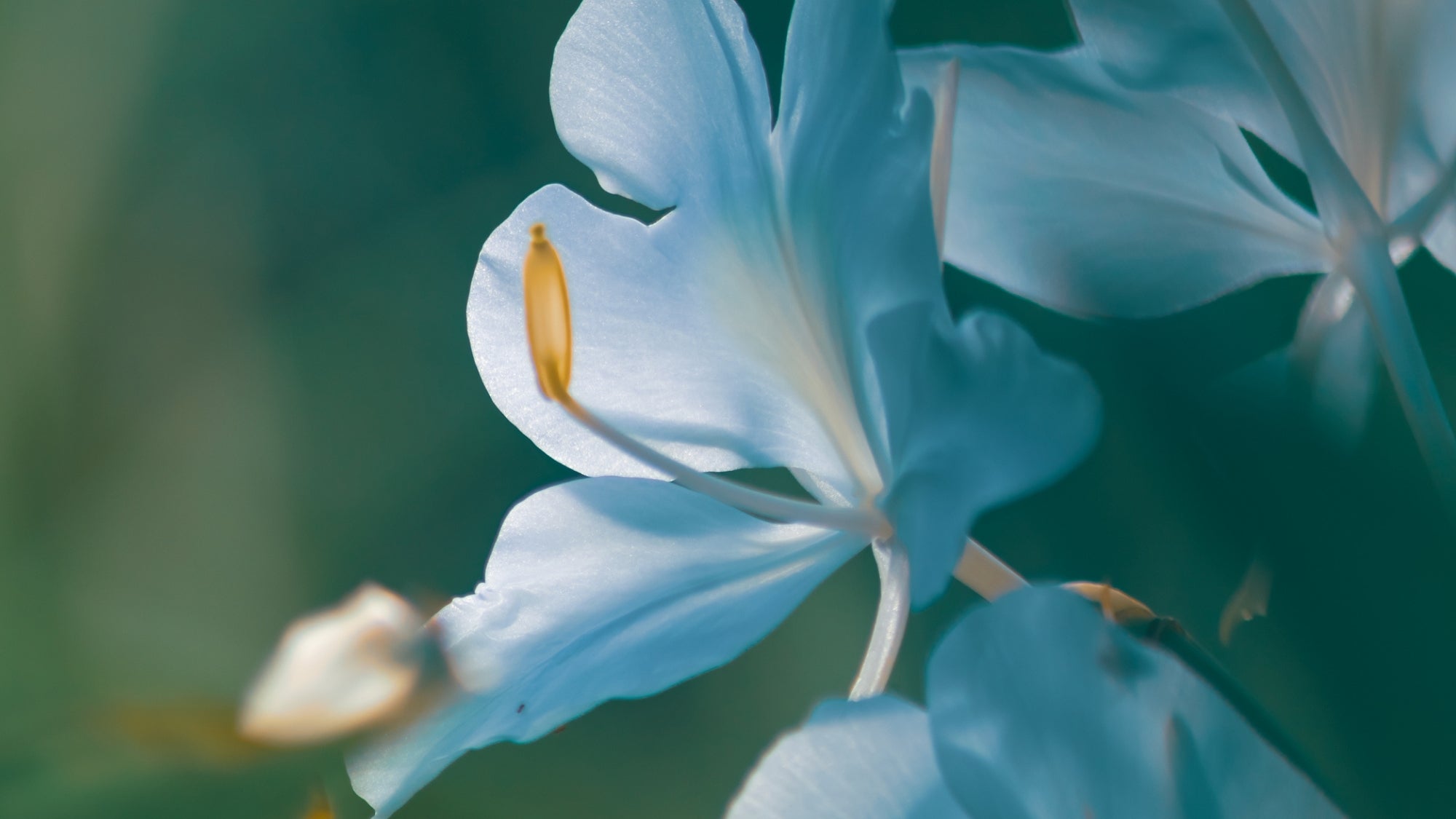 What Is Skin Longevity?