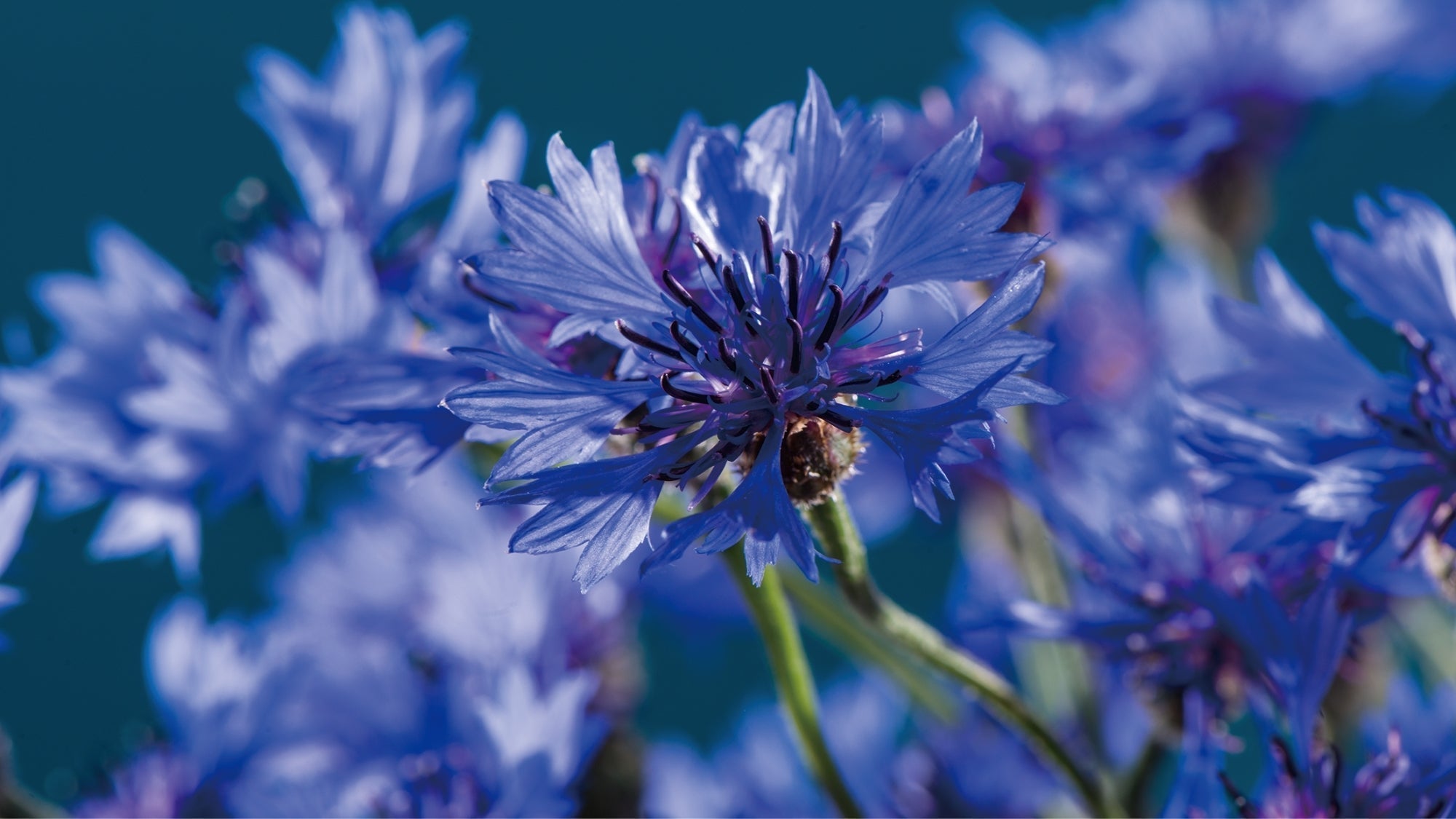 Earth Day: Where Nature & Science Meet Your Skin
