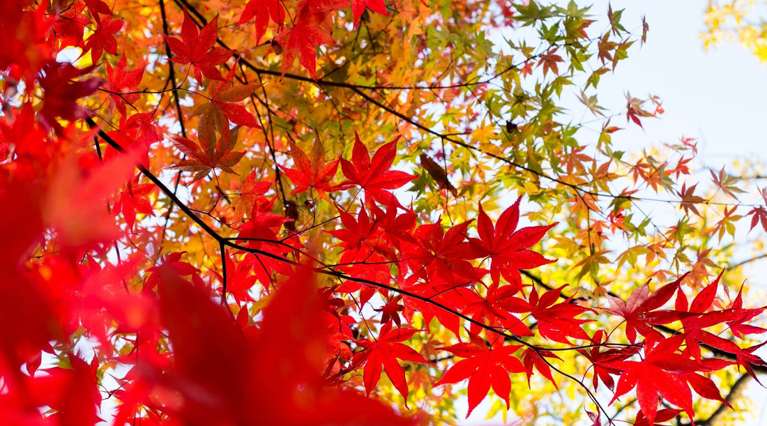 HADA-DO: Inspired by KOYO, The Art of Seasonal Renewal