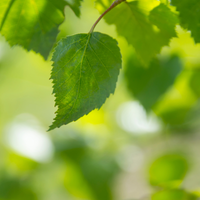 Perilla ocymoides leaf extract