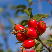 Rose hip extract