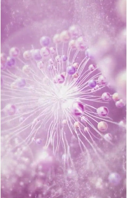 Eclafutur t – Albion Garden